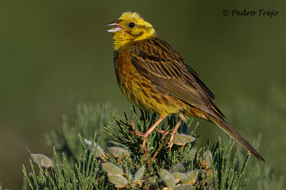 Escribano cerillo (Emberiza citrinella)